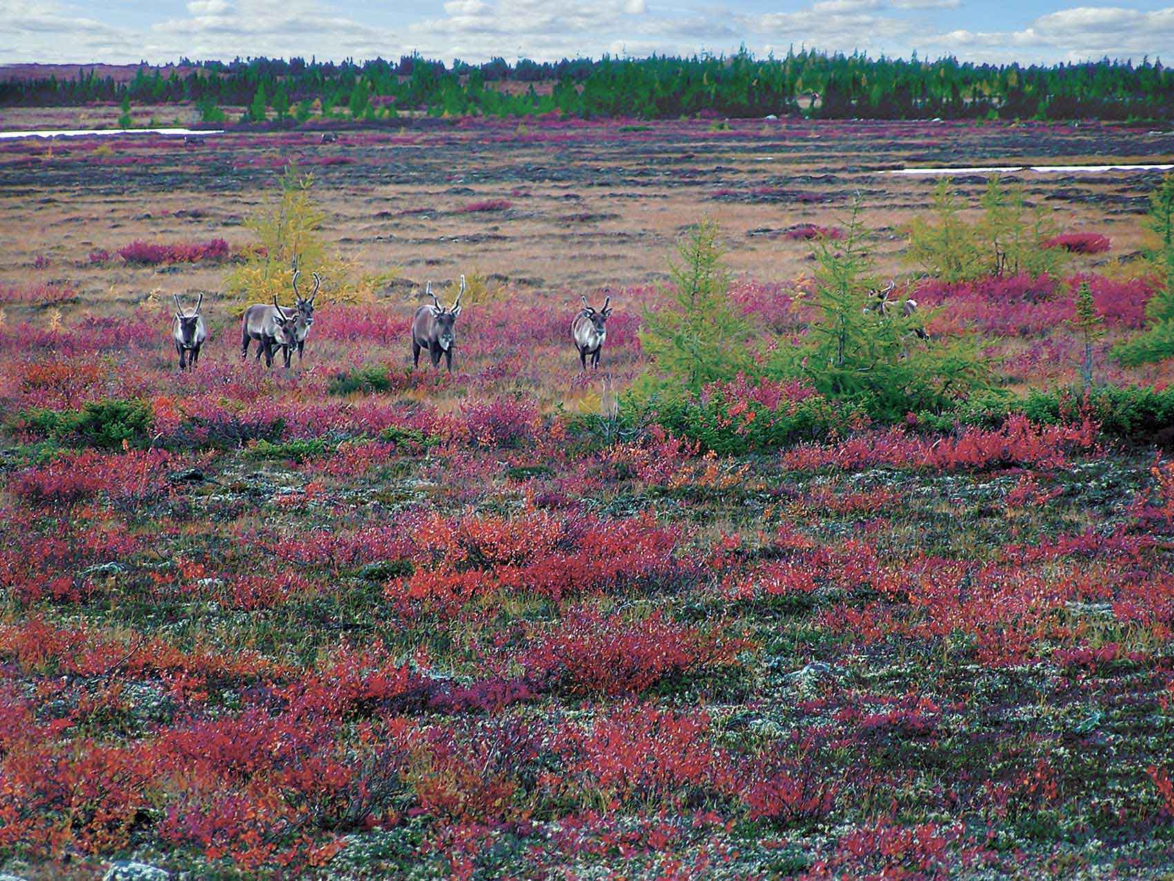 Landscape of fall reds and browns with a hint of greenery and running caribou