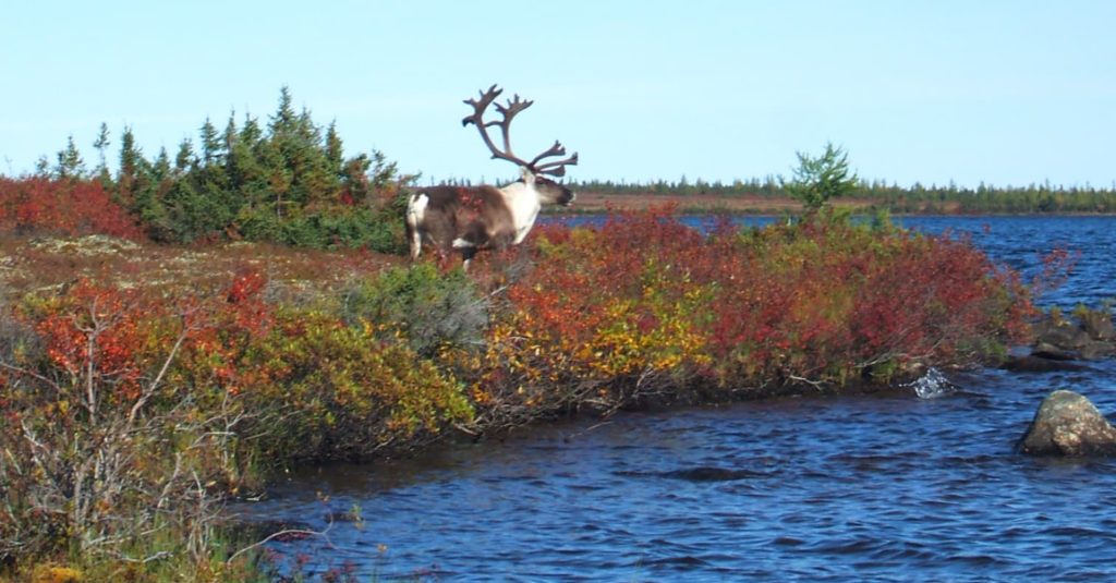 Landscape image with some fall colors with blue lake water on the right and a caribou looking out over the water