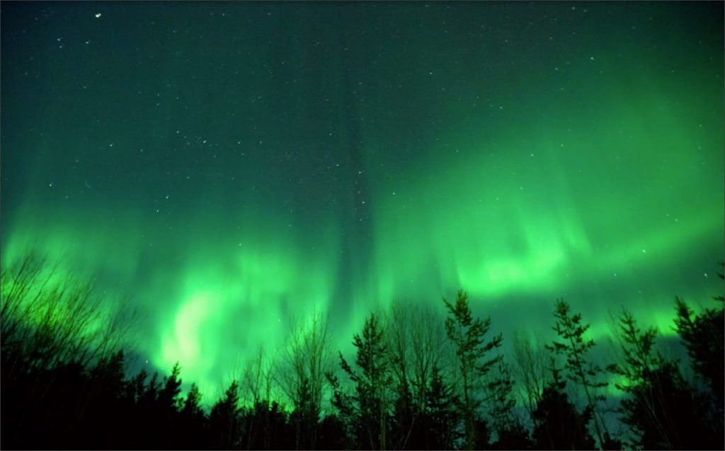 Starry night with tree lined Canadian Northern lights
