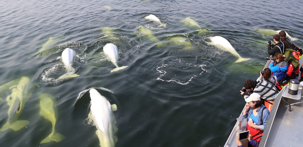 Beluga whales swimming next to a boat with tourists taking pictures in Churchill, Manitoba