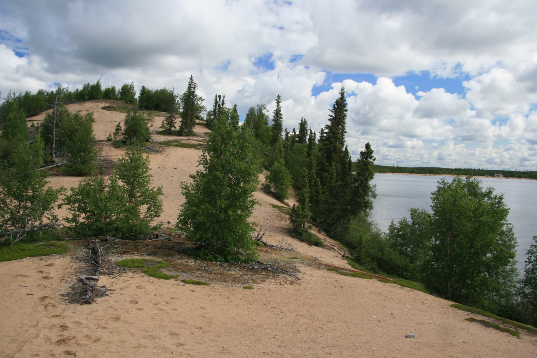 Top of an esker with trees curving with the ground in Manitoba