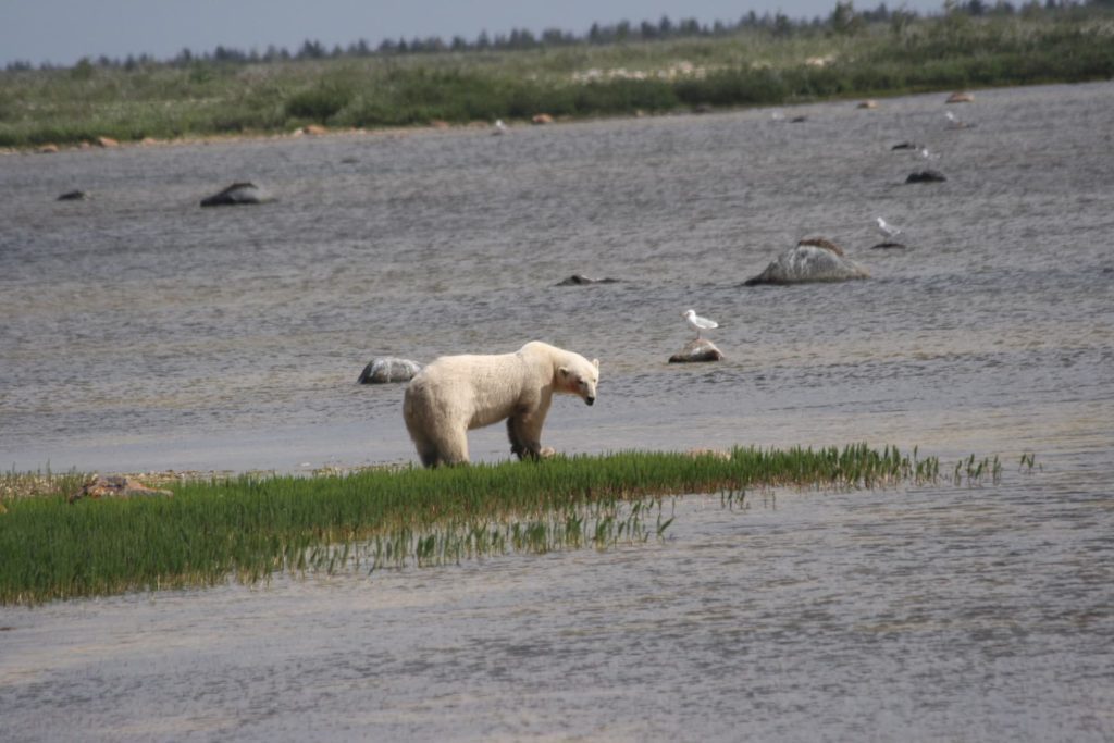 polar bear standing in the middle of a marsh and surrounded by water in Churchill, Manitoba