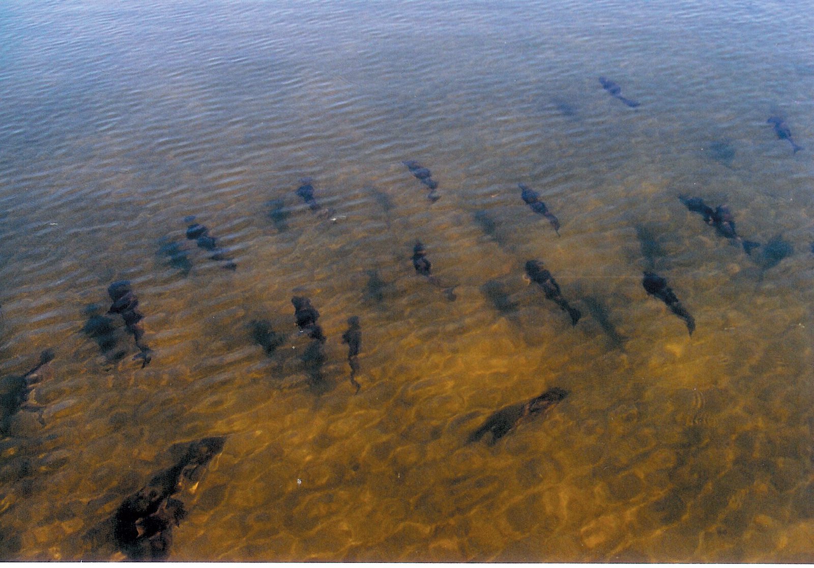 cluster of fish in shallow water