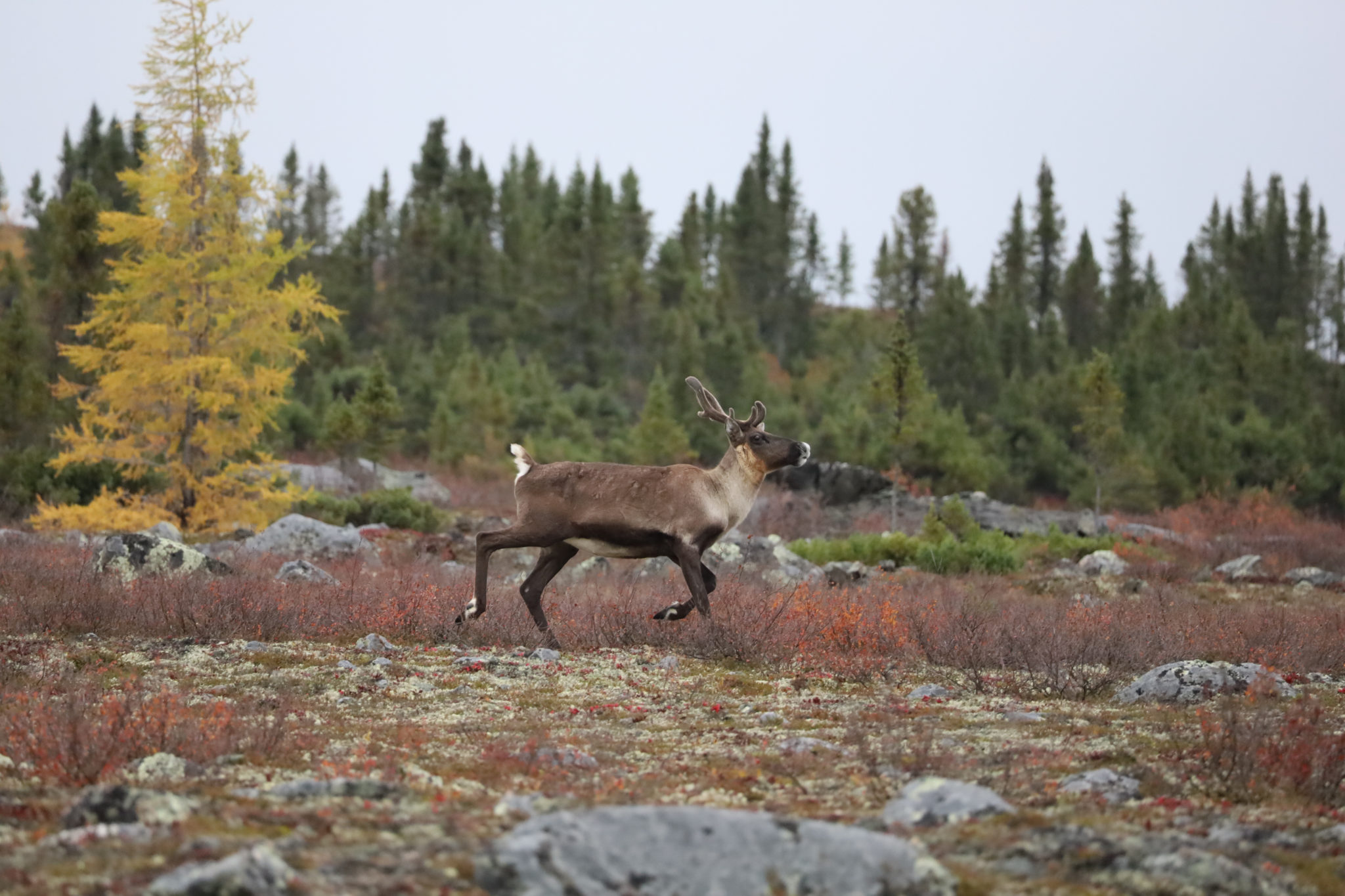 Wildlife Update- Caribou Migration - Gangler's Canada Northern Lights Tours