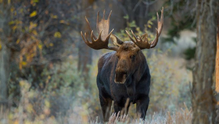 Wild Moose Sightseeing in Manitoba: What To Expect