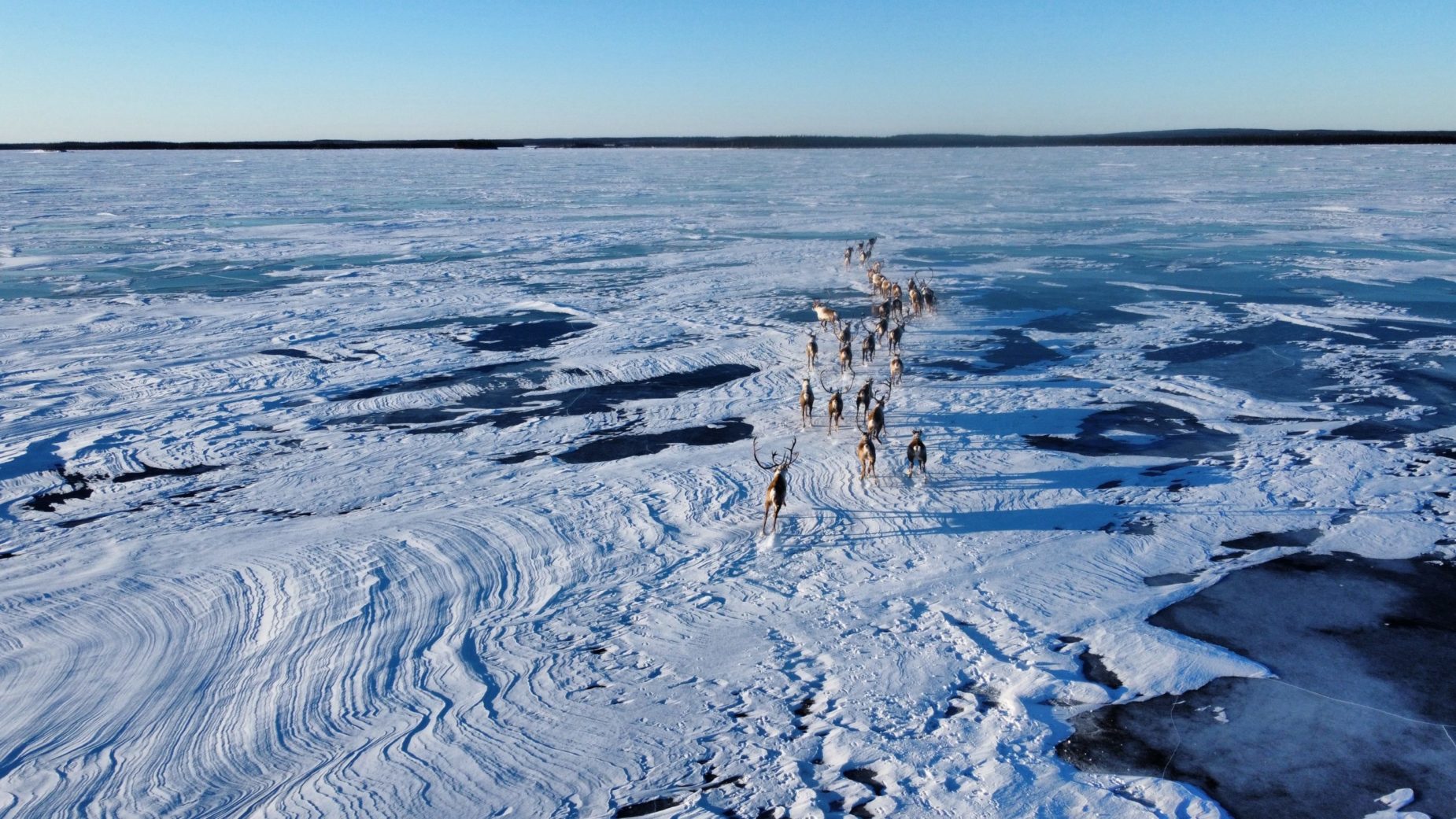 m*y様 CARIBOU MOUNTAINEERING NIGHT CRAWLE MIGRATING CARIBOU ON FROZEN EGENOLF LAKE - Gangler's Canada