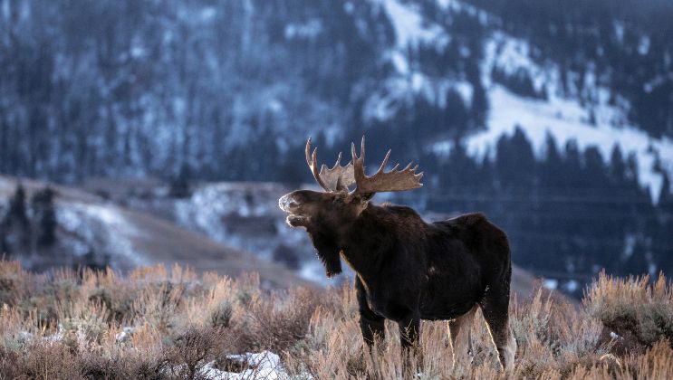 The Amazing Types of Wildlife To See on a Canadian Safari