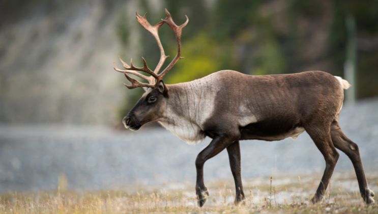 Photographing Wild Caribou: Tips for Wildlife Enthusiasts