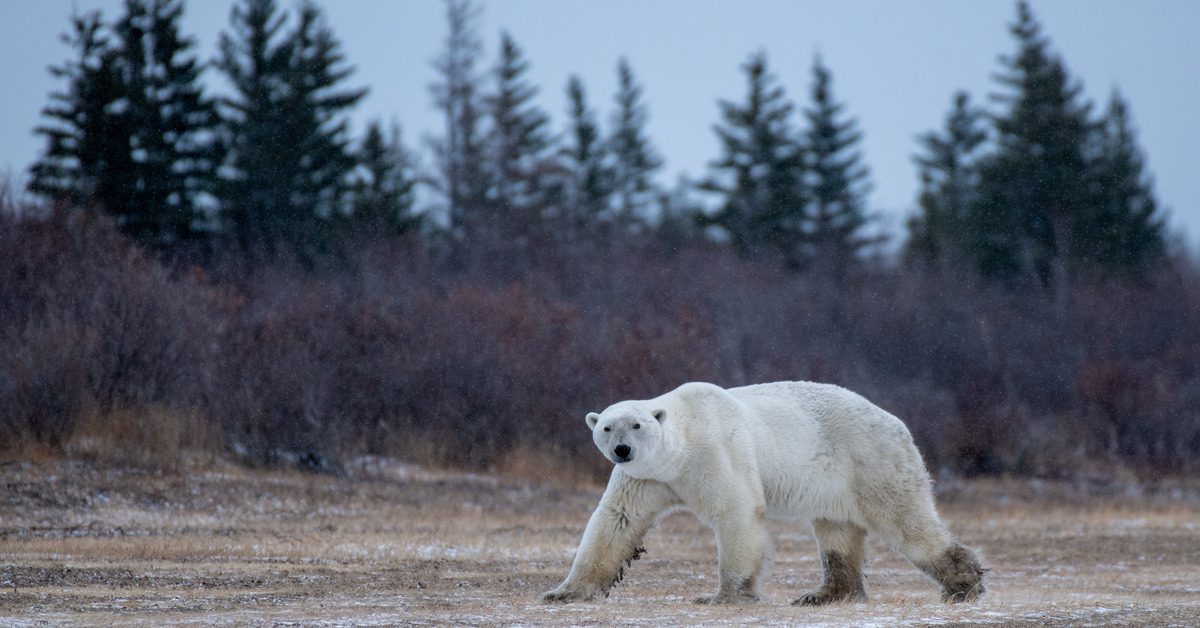 A polar bear with muddy feet, walking along the Hudson Bay shore in Canada, looking toward the camera.