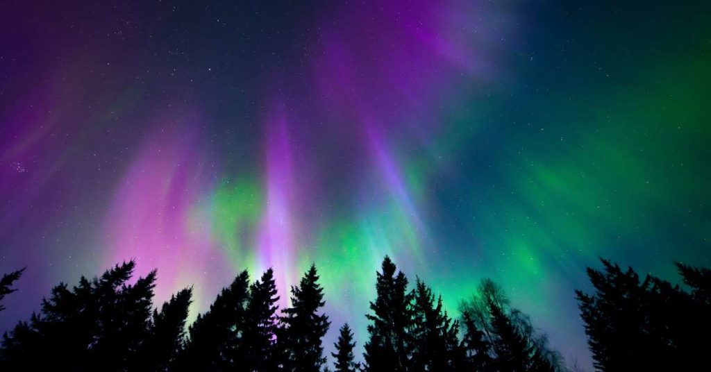 The green and purple glow of the northern lights shines brightly in the night sky over a forest full of tall trees.