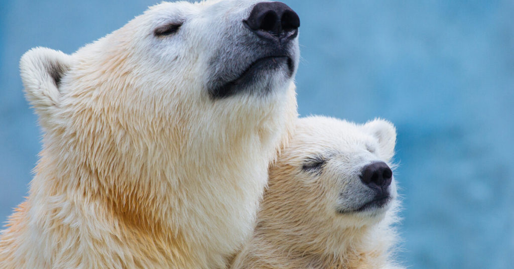 A large polar bear is standing in the wilderness while its young cub nestles up against its chest with closed eyes.