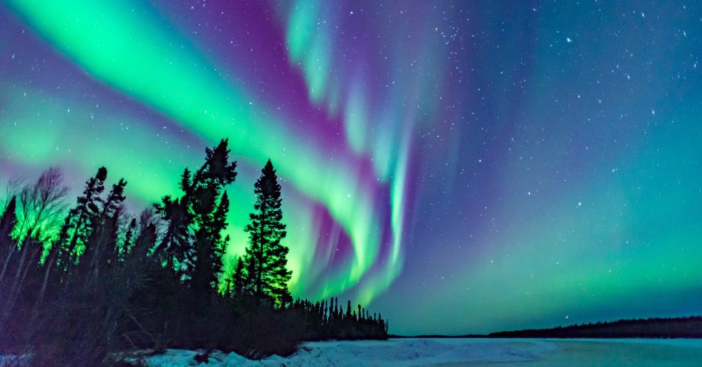 The green and purple northern lights are visible high in the night sky above a forest of tall trees.